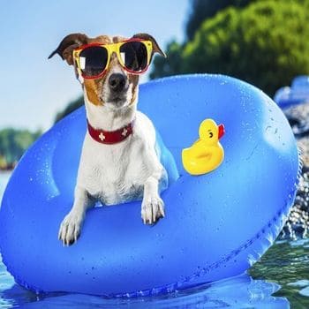 Dog Friendly Rentals 